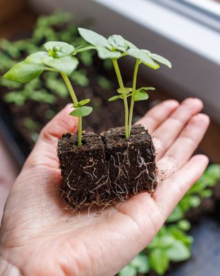 Kořeny to samozřejmě fikaně zkouší na své sousedy a rostliny mezi sebou běžně prorůstají. Ale nebojte, kostky jdou od sebe...