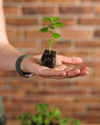 Takto prokořeněnou kostku honem zasaďte do nového, ať může rostlina pokračovat v růstu 💚 Zasaďte do: - velké kostky z...